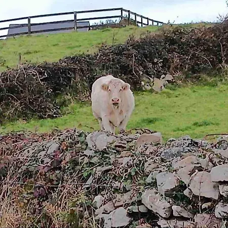 Rose In - Near Cliffs Of Moher Σπίτι διακοπών *